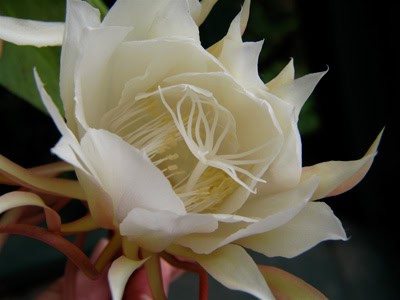 Cereus