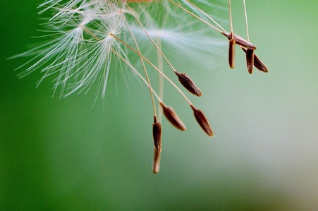 dandelion-seeds